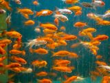 orange and white fish in fish tank