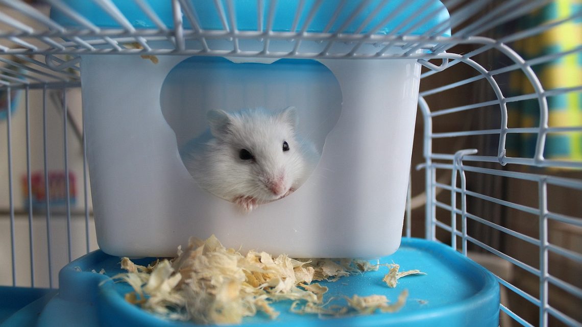 Construye una casa para hamsters tú mismo