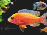 fairy wrasse, wrasse, fish