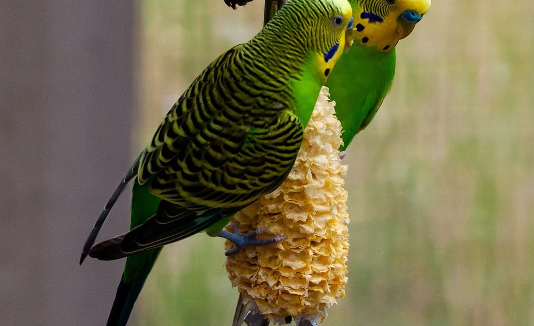 Los colores de los periquitos australianos