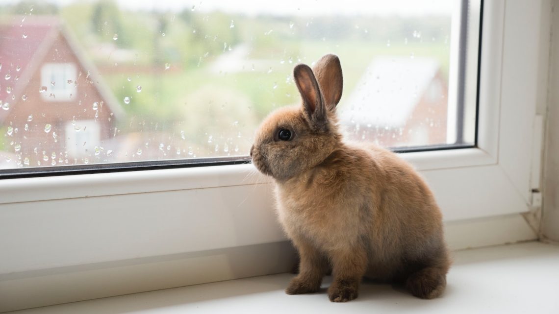 Consejos para tener un conejo como mascota