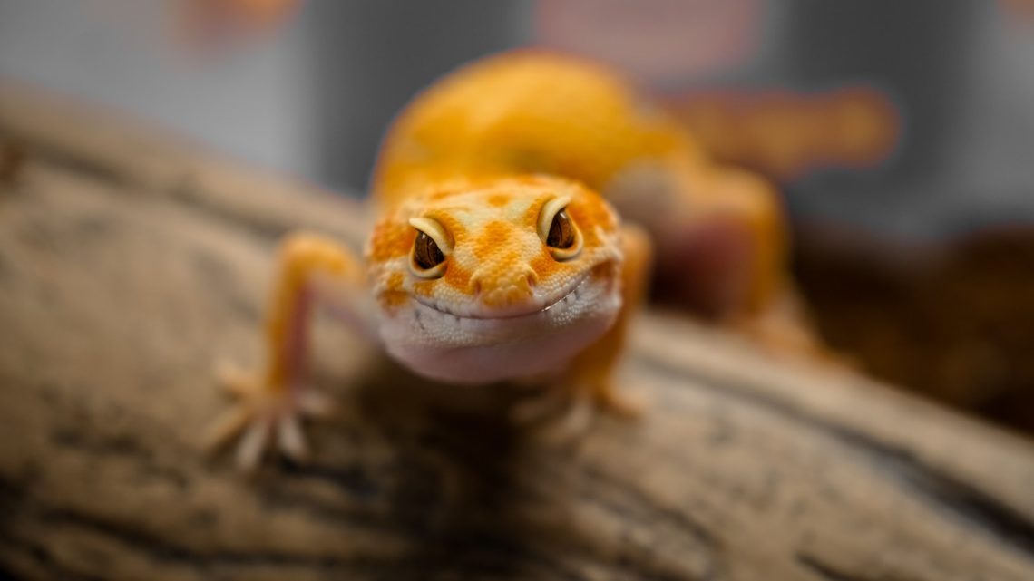 ¿Qué necesitan los reptiles para vivir?