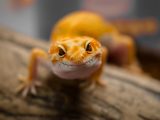 brown and white lizard on brown wooden surface