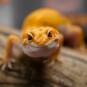 ¿Qué necesitan los reptiles para vivir?