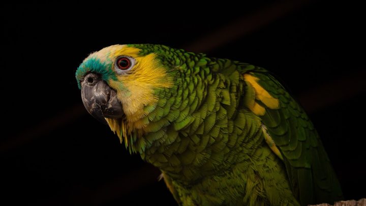 Cómo enseñar a hablar a tu loro