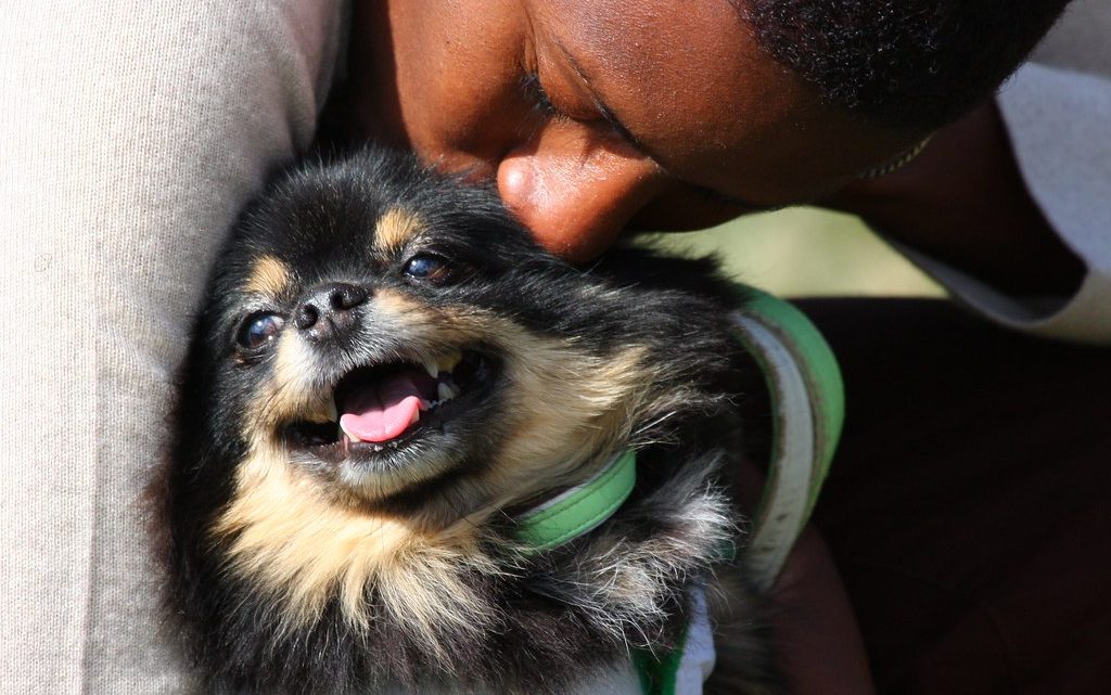 ¿Por qué los perros se apegan a una persona?