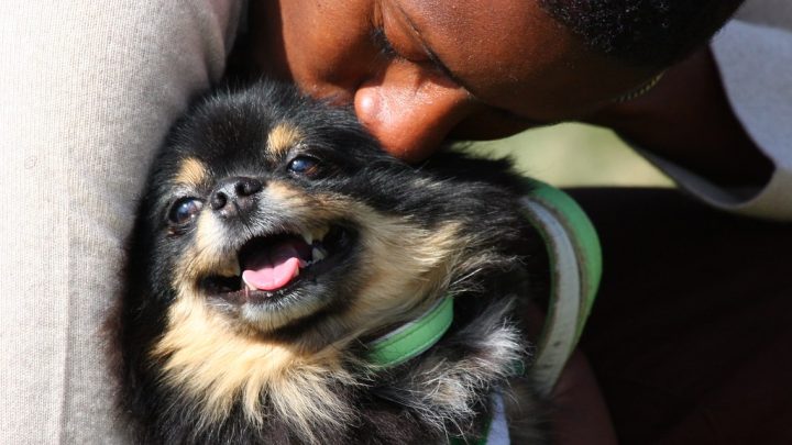 ¿Por qué los perros se apegan a una persona?