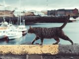 tabby cat on ledge