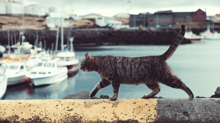 ¿Por qué los gatos se van y no regresan?