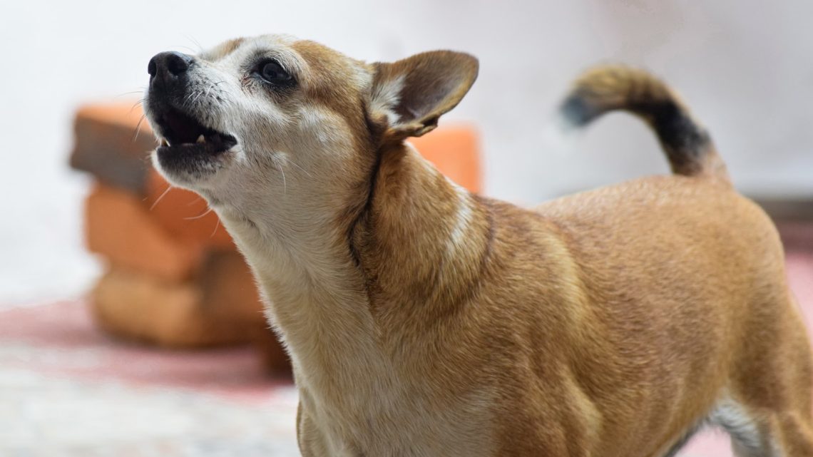 Vecinos: evita que tu perro ladre demasiado