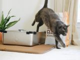 black cat on silver sink