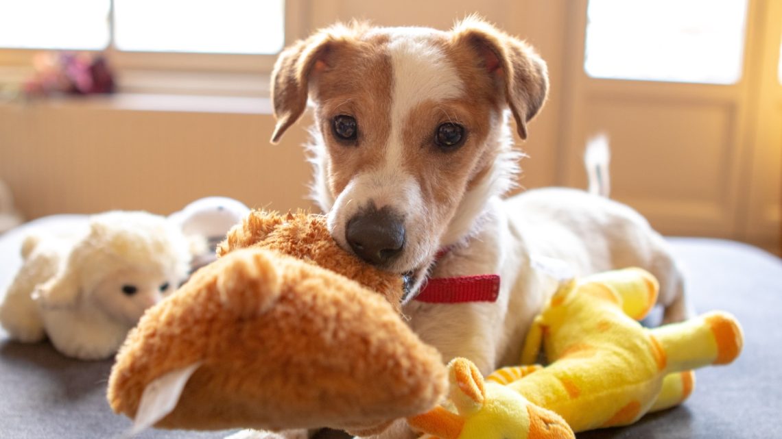 DIY: Juguetes para perros con una media