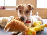 white and brown short coated dog on brown bear plush toy