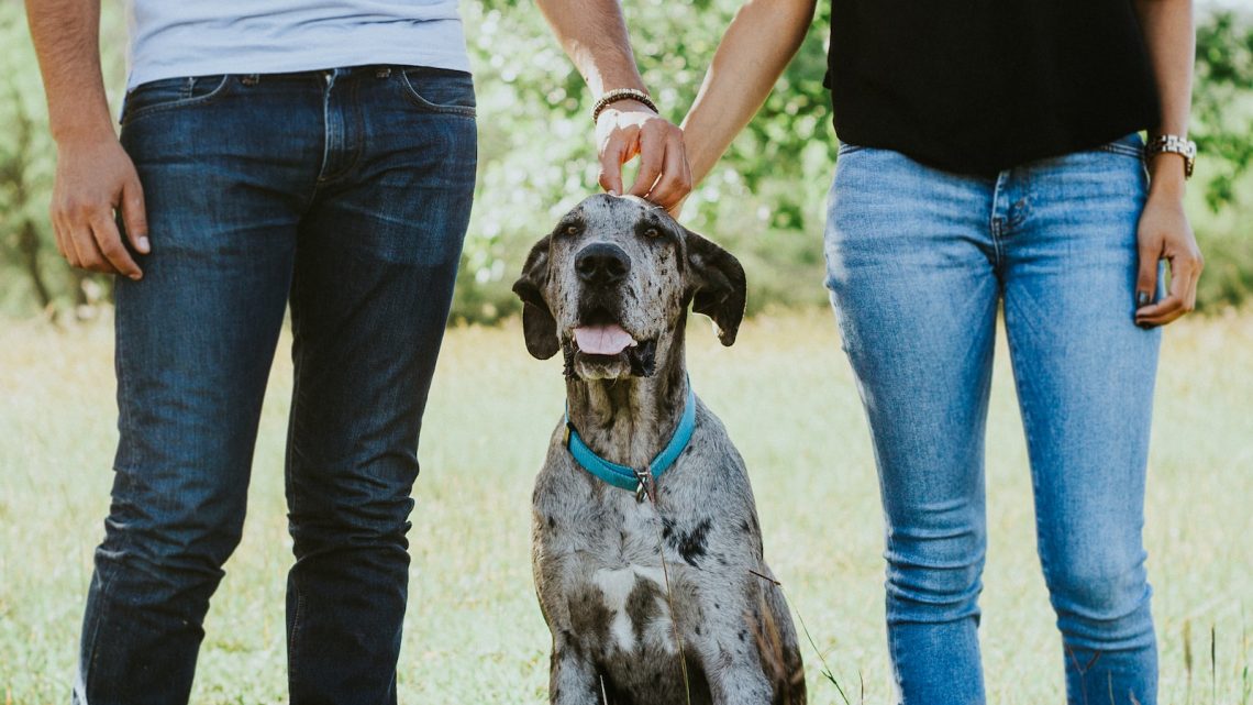 La adaptación de un perro a su nuevo hogar