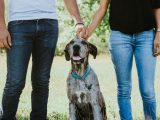 couple touching the head of dog