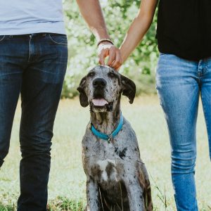 La adaptación de un perro a su nuevo hogar