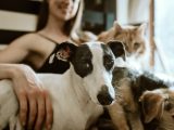 man in white t-shirt sitting beside white and black short coated dog