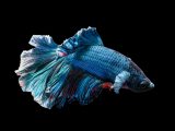 blue Siamese fighting fish