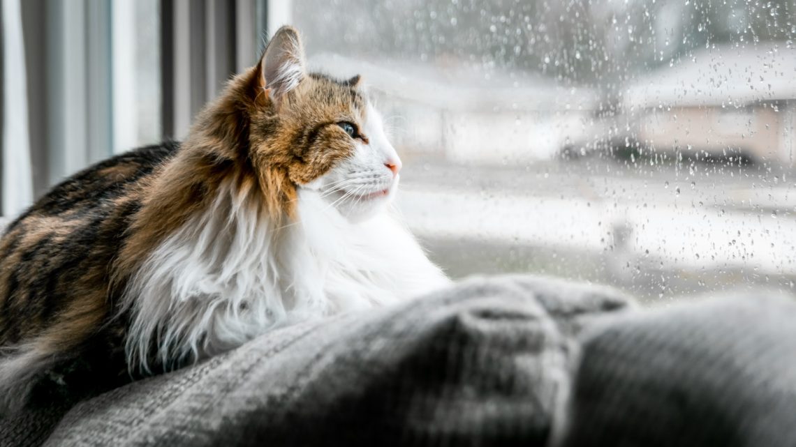 ¿Cuánto tiempo se puede dejar solo a un gato?