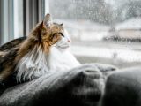 brown and white cat on gray textile