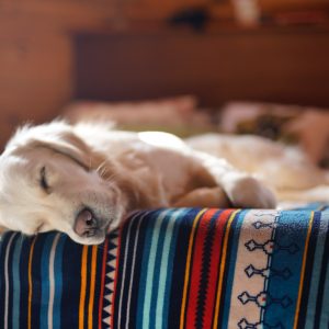 ¿Cuánto duerme tu perro?