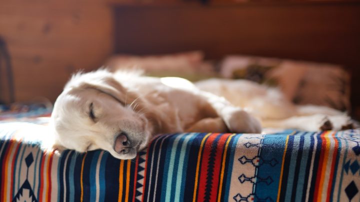 ¿Cuánto duerme tu perro?