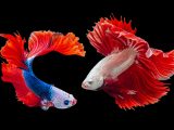 two Siamese fighting fishes