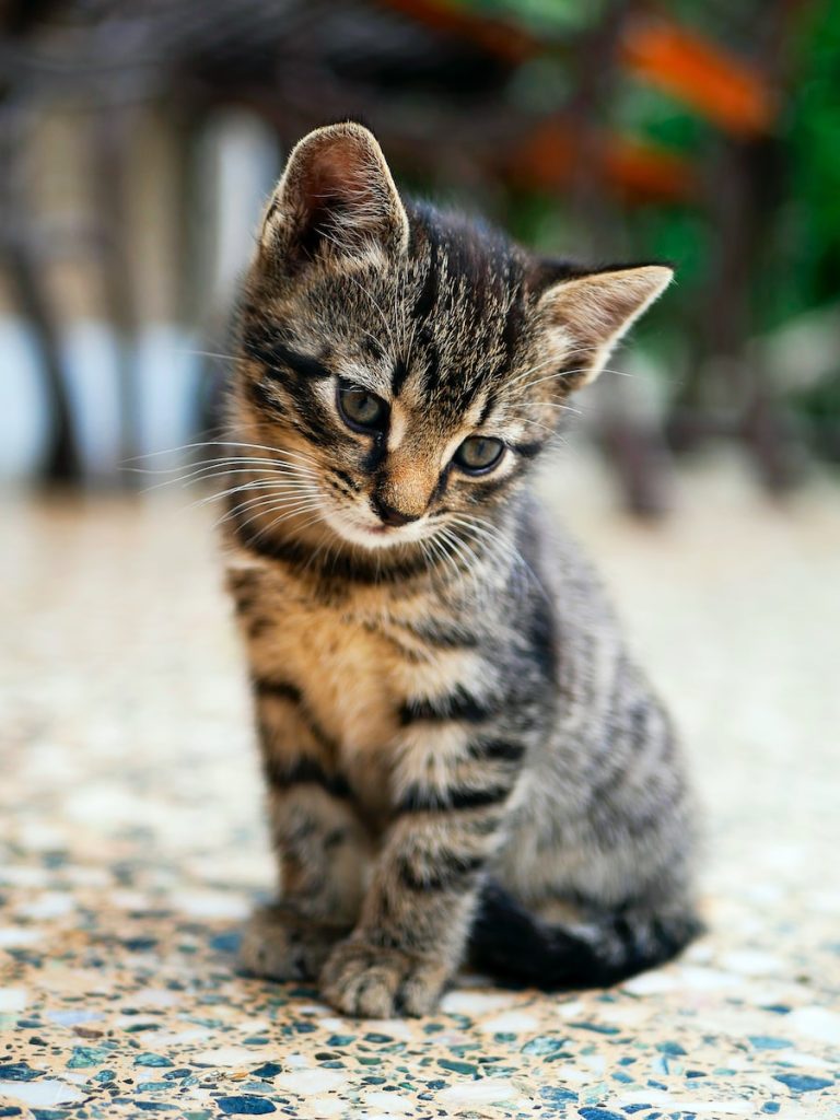 Los gatos jóvenes, de 0 a 6 meses, necesitan cuidados especiales para garantizar su crecimiento y desarrollo saludable