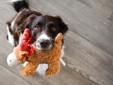 black and white short coated dog on brown bear plush toy