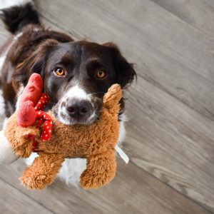 Evita estos juguetes peligrosos para tu perro