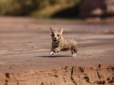 brown dog running