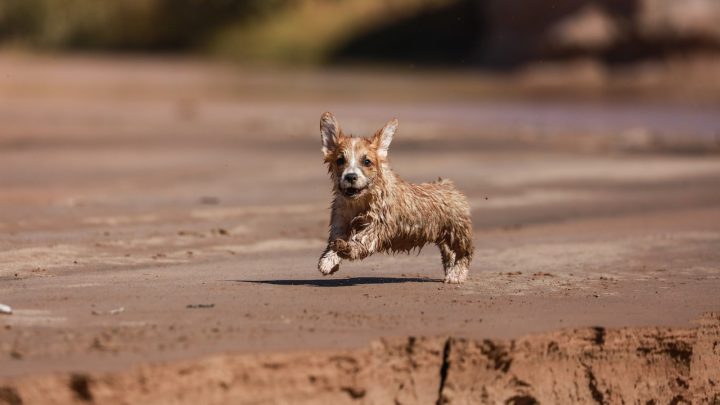 Lo Que Debes Saber: perros de raza pequeña