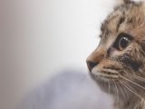 selective focus photo of brown tabby cat