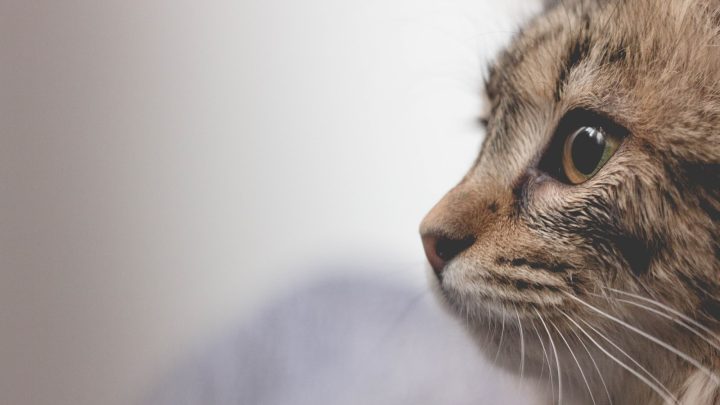 El Tratamiento adecuado para tu gato