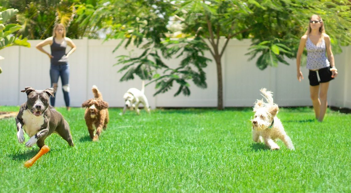 Juegos divertidos para perros en casa