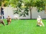 white and brown dogs on green grass field during daytime