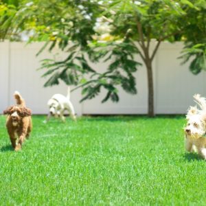 Juegos divertidos para perros en casa