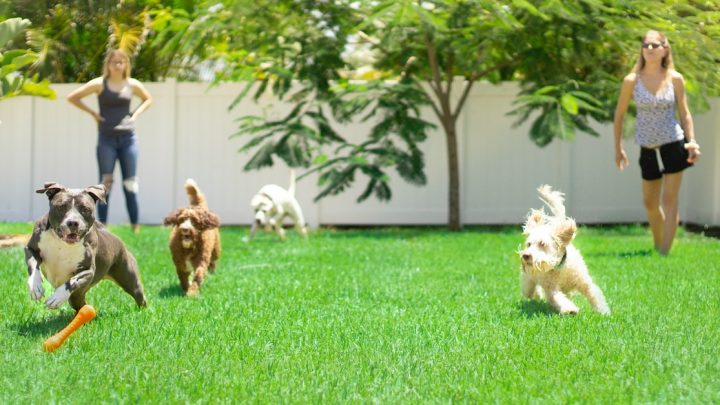 Juegos divertidos para perros en casa