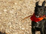 black dog with stick in its mouth