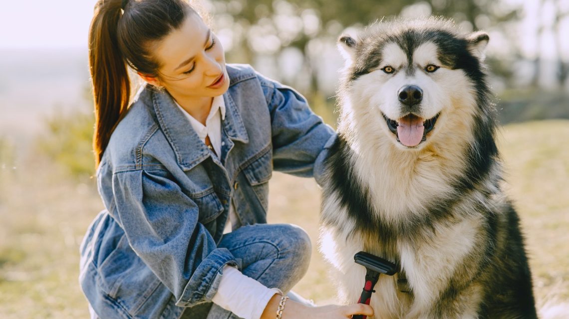 ¿Cómo acostumbrar a un perro a peinarlo?