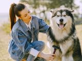 Woman in Blue Denim Jacket Holding Brushing Her Siberian Husky