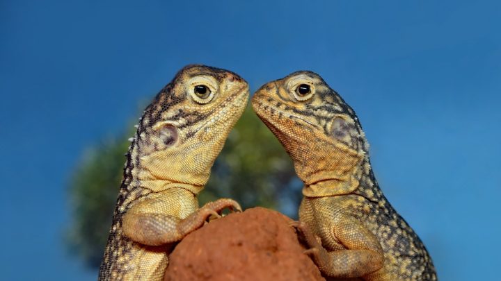 ¿Cuál es el reptil más barato?