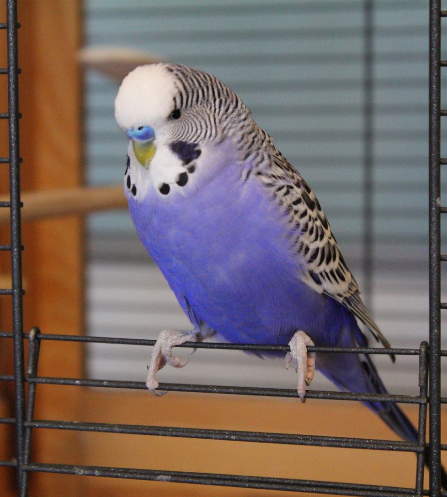 budgie, blue, parakeet