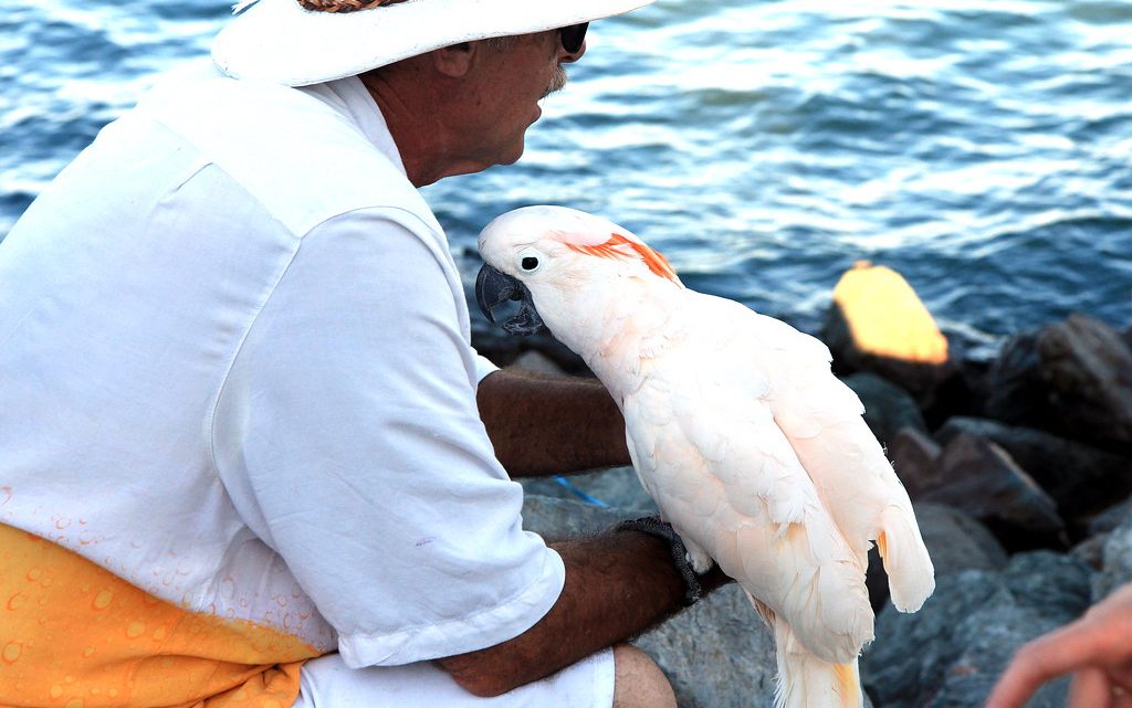 5 especies de pájaros ideales para la gente mayor