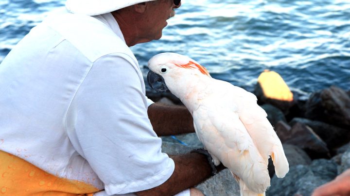 5 especies de pájaros ideales para la gente mayor