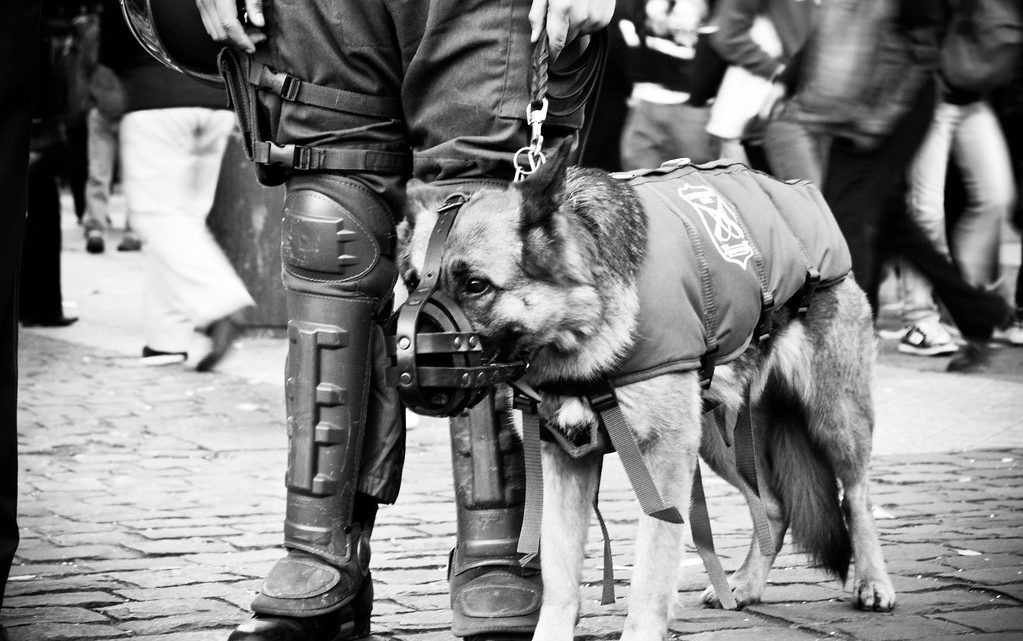 Cuando y donde utilizar el bozal y para que raza de perros