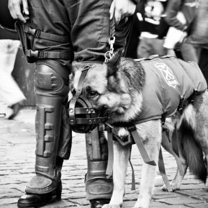 Cuando y donde utilizar el bozal y para que raza de perros