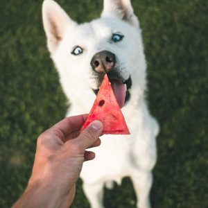 ¿Alimentos humanos para perros?