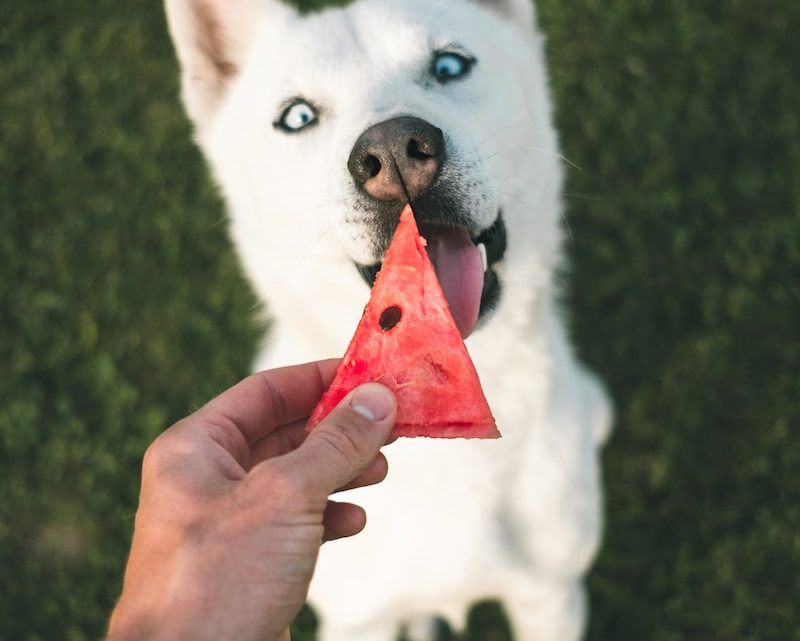 ¿Alimentos humanos para perros?