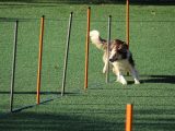 adult rough collie